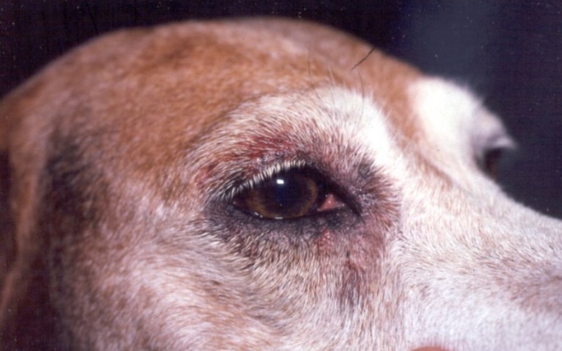 abeja Escultura sufrimiento El glaucoma en los perros – Vetsalut Valencia